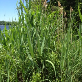 River View Phragmites - going into Woods Bay